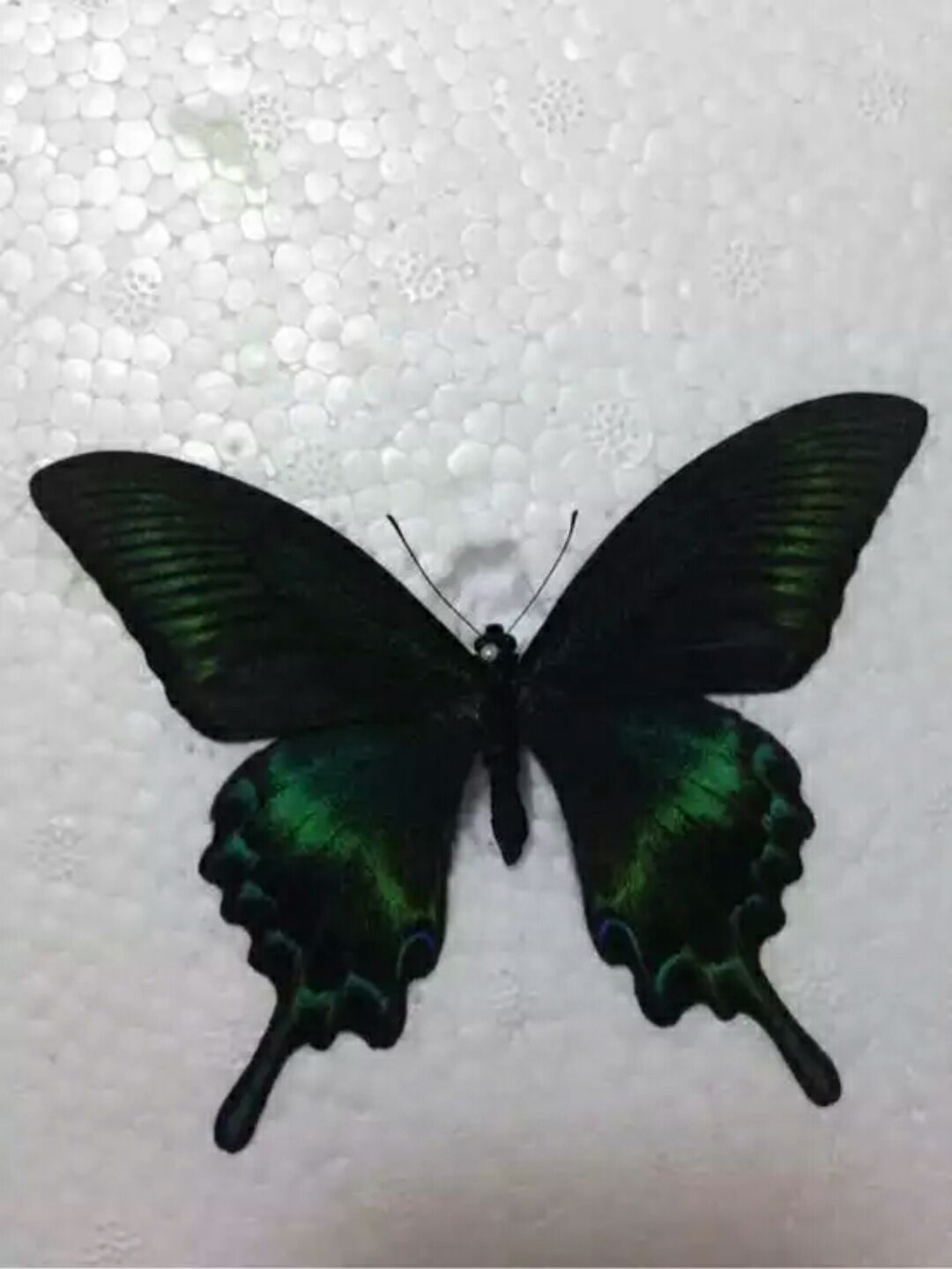 爱吃枣儿发糕的挖掘机