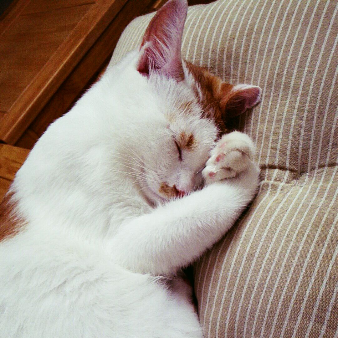 肥猪不肥不是猪