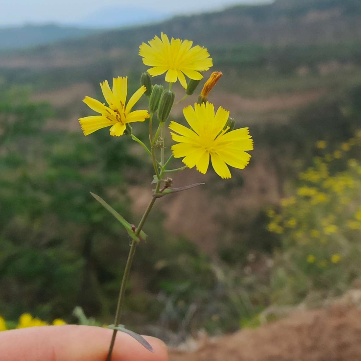 右尔今天吃的啥