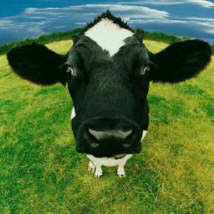 有效率的牛奶糖gy:D