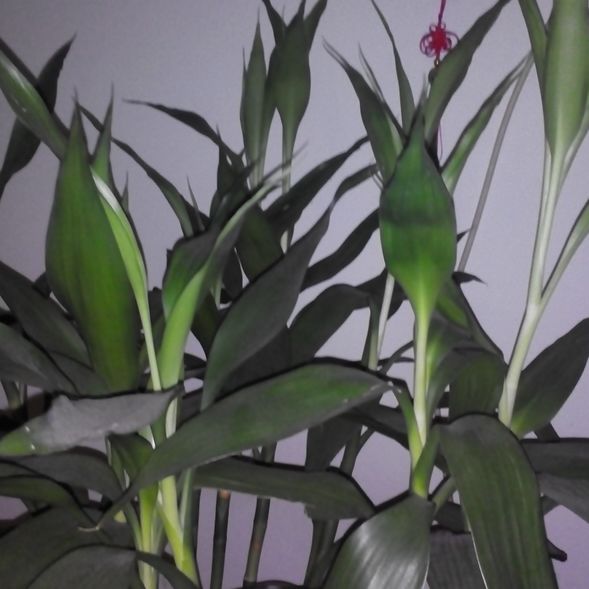 爱吃温拌茄子的阿新