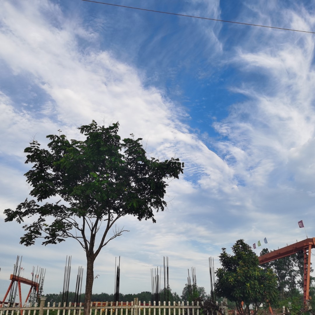 兜兜里的毛鸽子