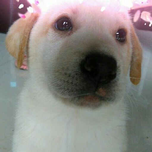 风筝小神奇受气