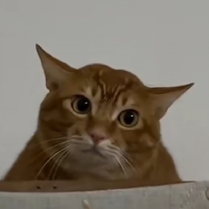 一只等待翻身的臭咸鱼