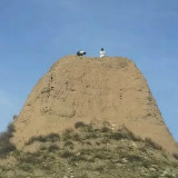 爱吃烤鸡的阳阳