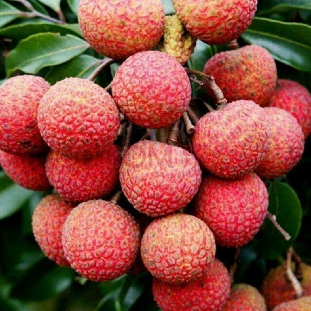 爱吃地瓜浓汤的榴莲