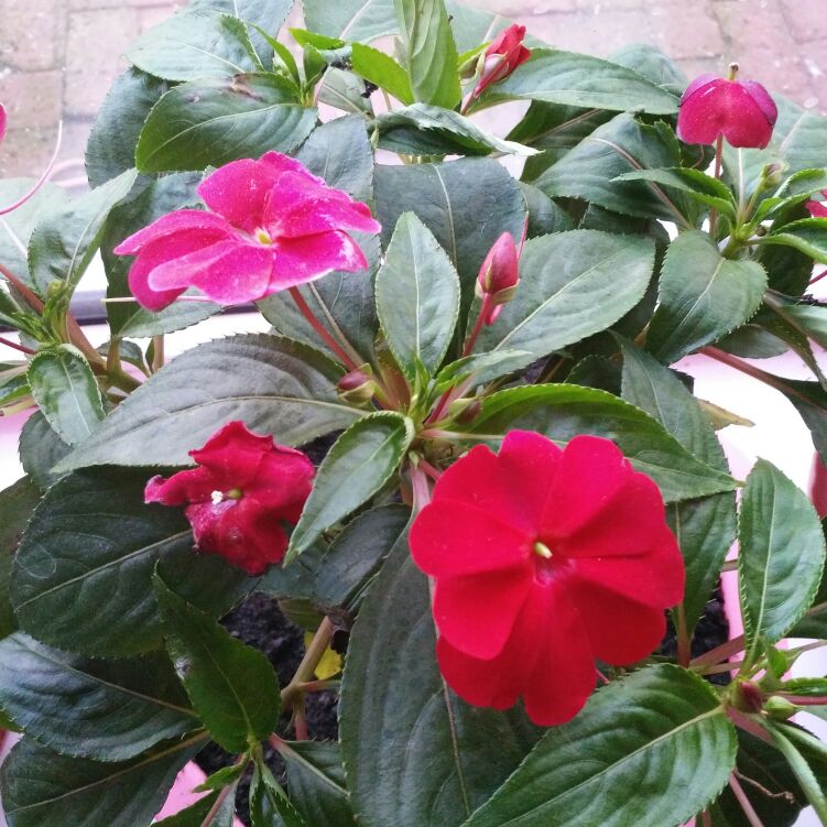 SUnshine我的宝贝