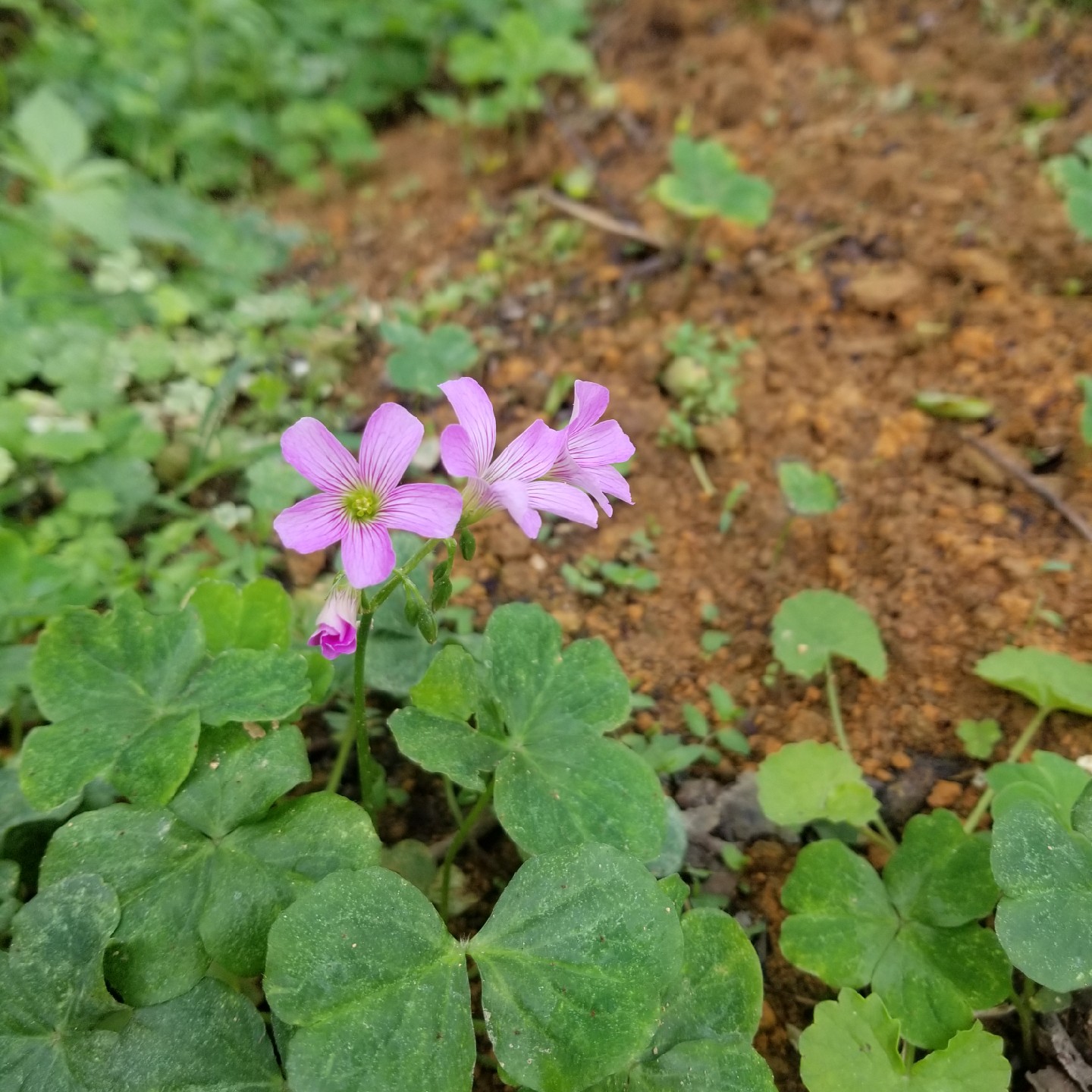 风趣的芝士司弛