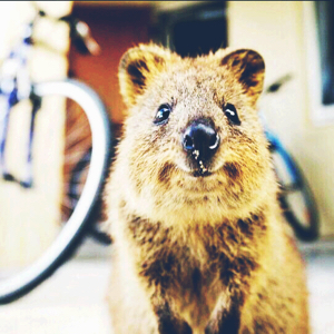 咖啡色的银水牛果纯粹