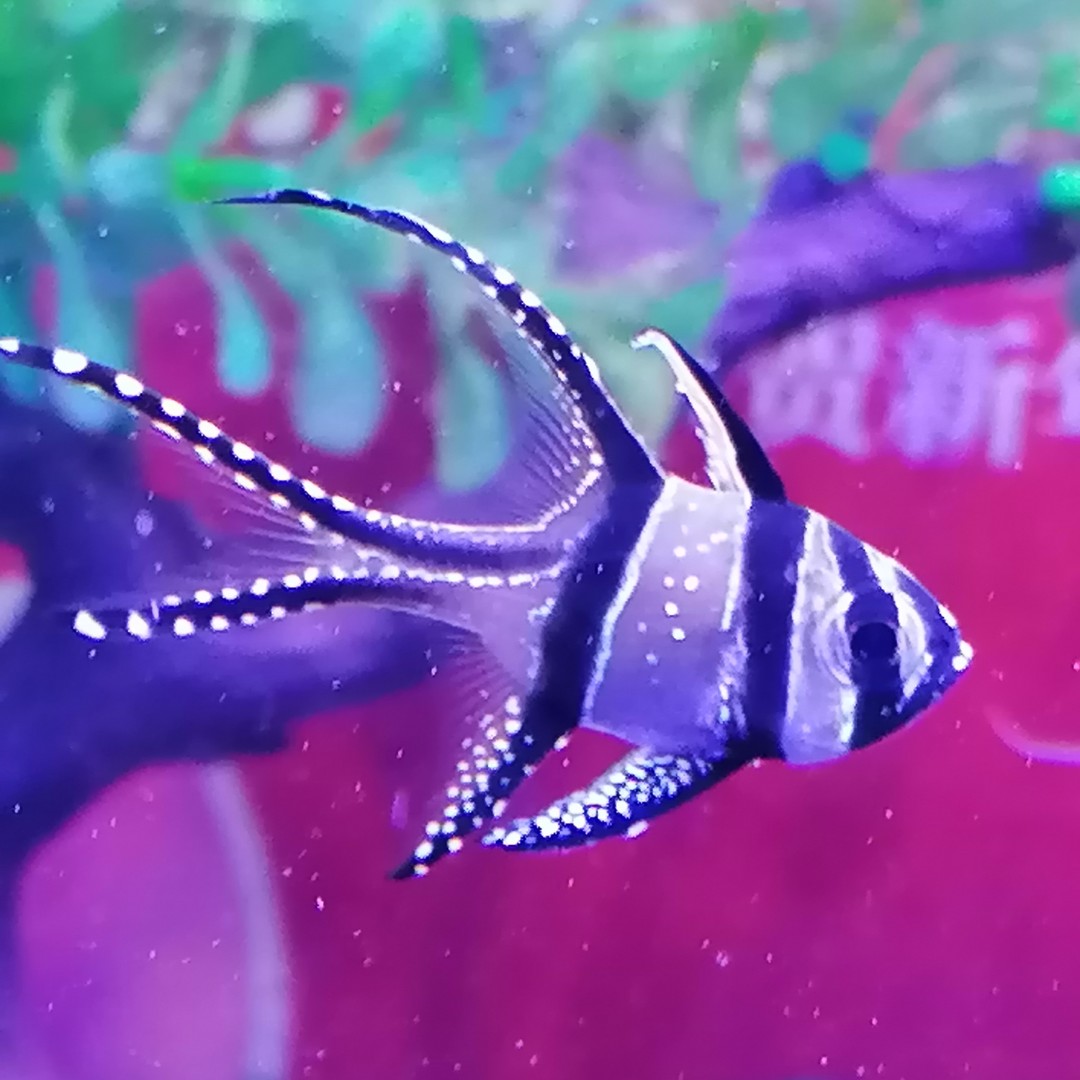 爱吃鸡腿的小不点想学习