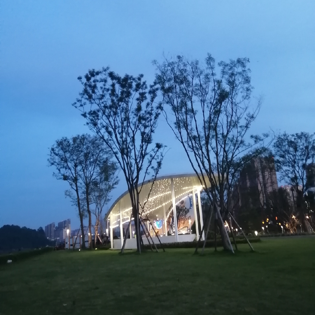 米色的黄心猕猴桃