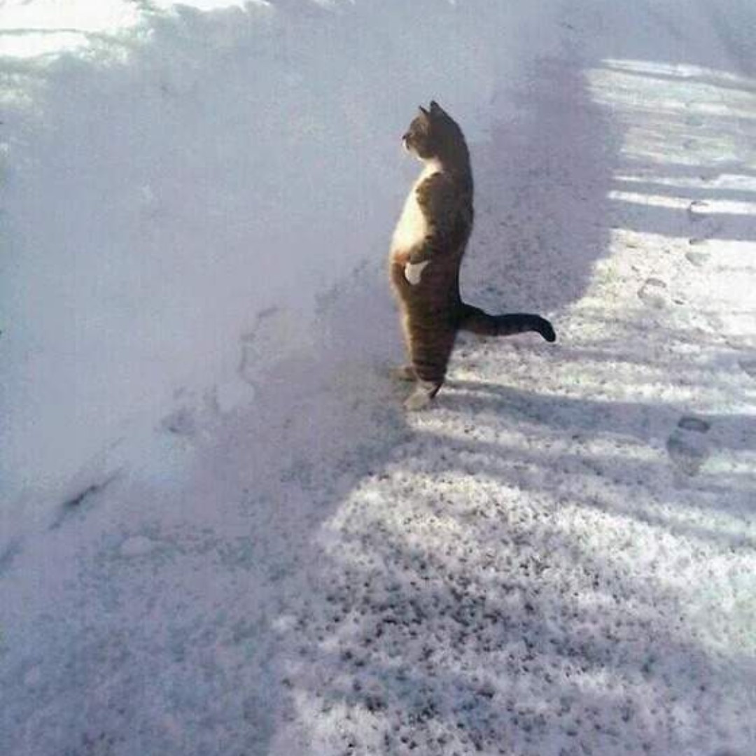 暗中观察的陈先生