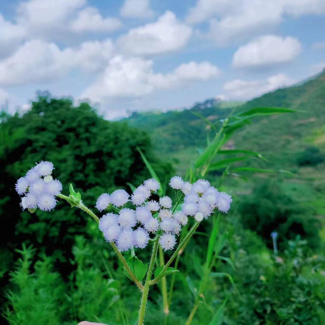 爱吃现炒瓜子的小螺号