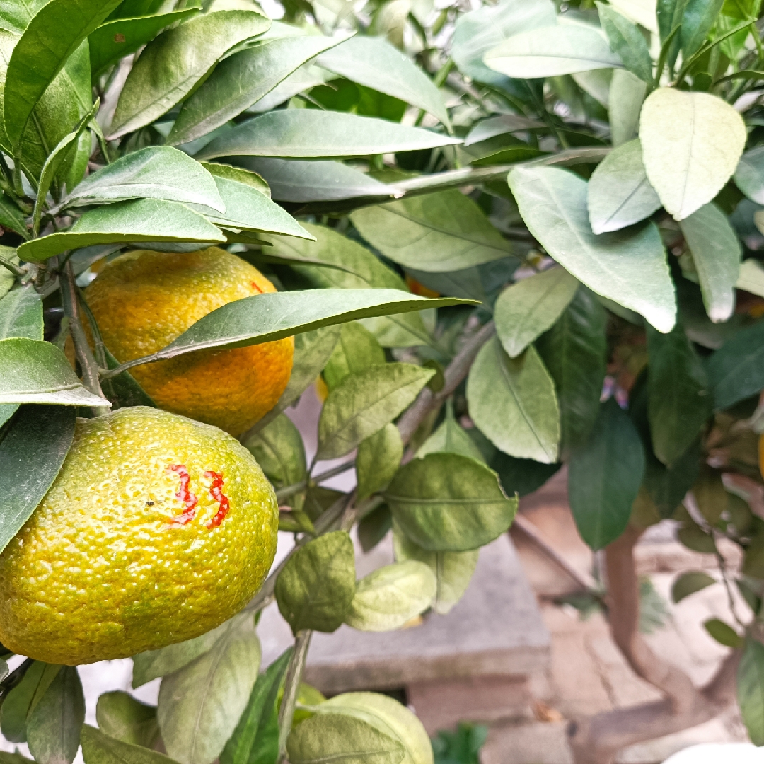 爱吃黑芝麻粥的菠萝蜜