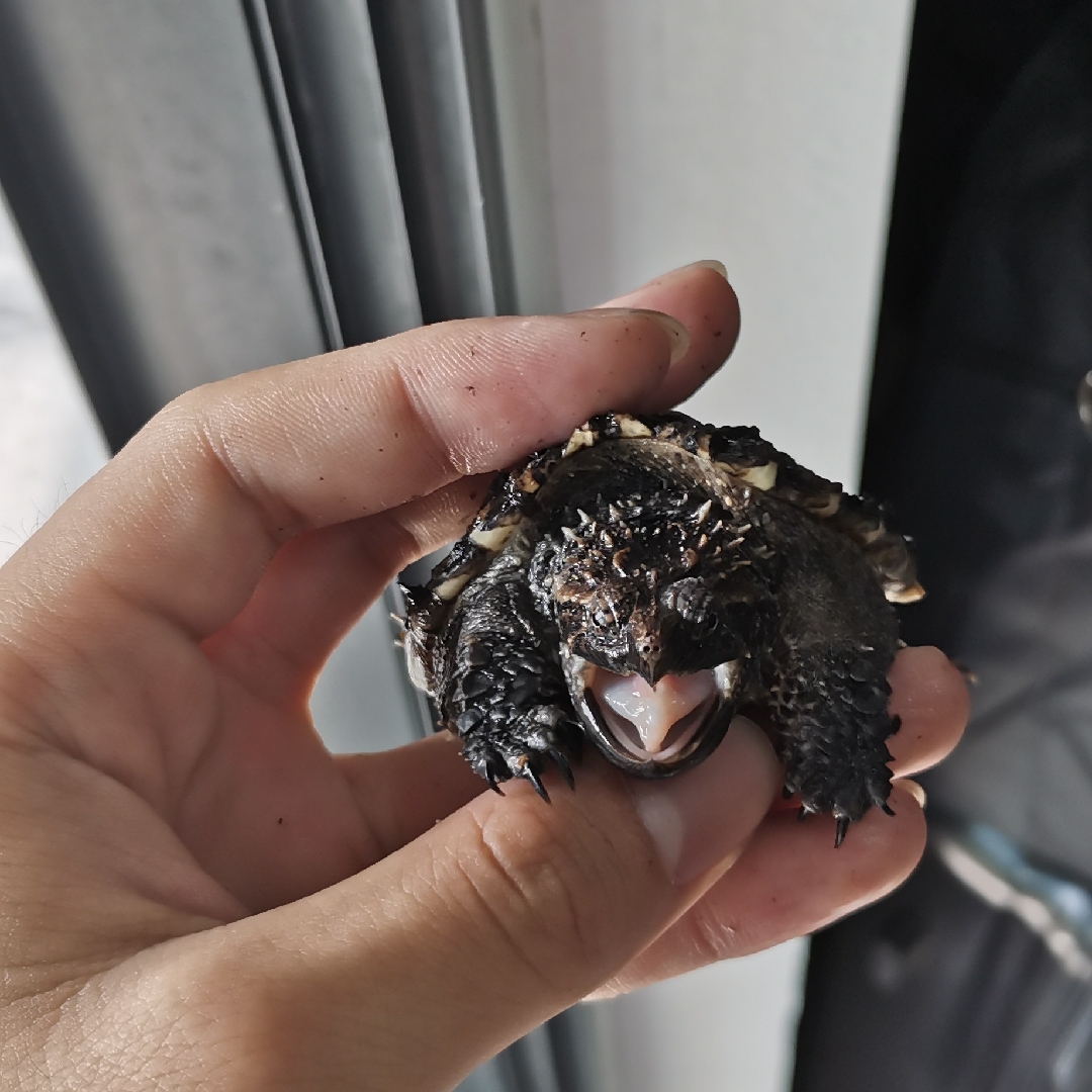 爱吃卤肉顿蛋的小懒虫