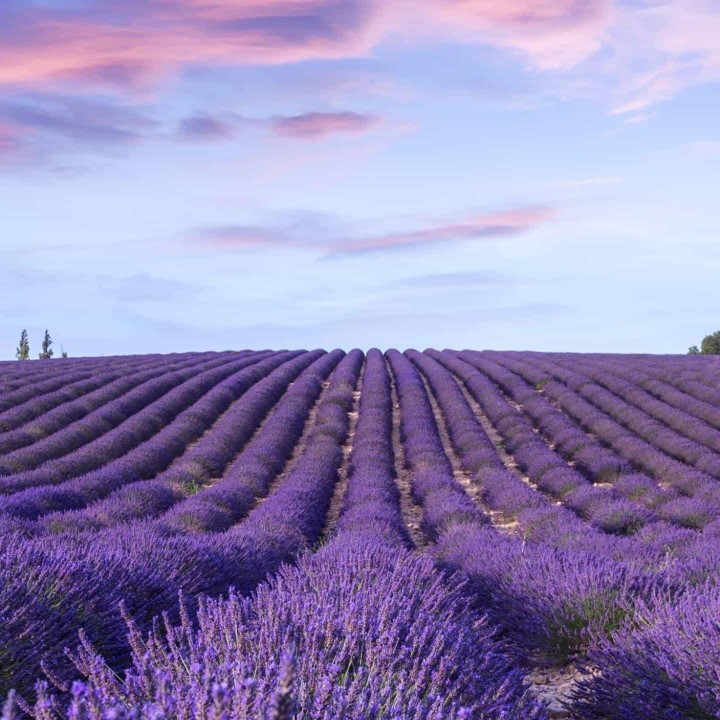爱吃飘香烤鱼的小蛮腰