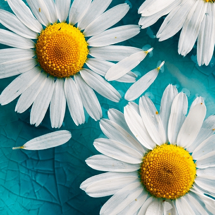 爱吃天水麻食的淘气包95