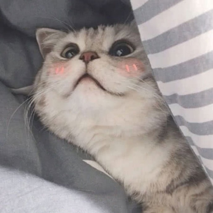 有退休金的小只昂