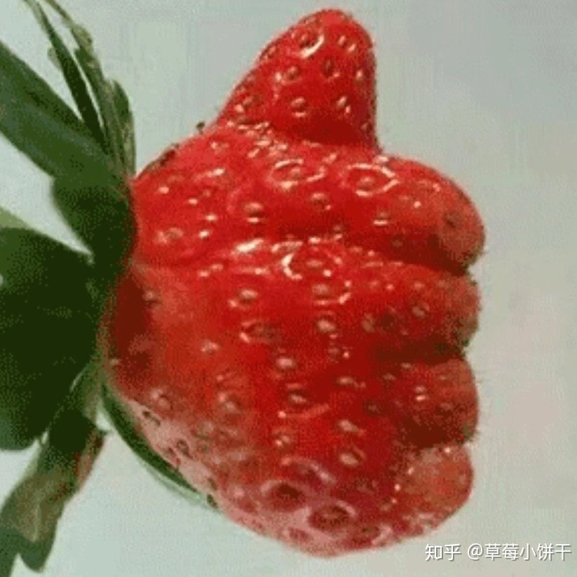 爱吃猪肉小包的麦子