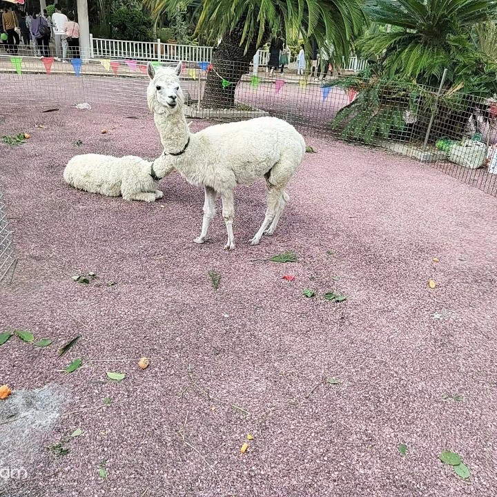 我爱浏览它它它