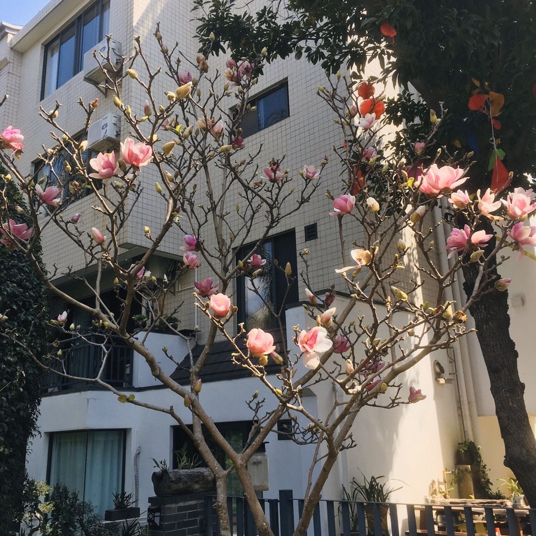 爱吃煮红豆馅的小智