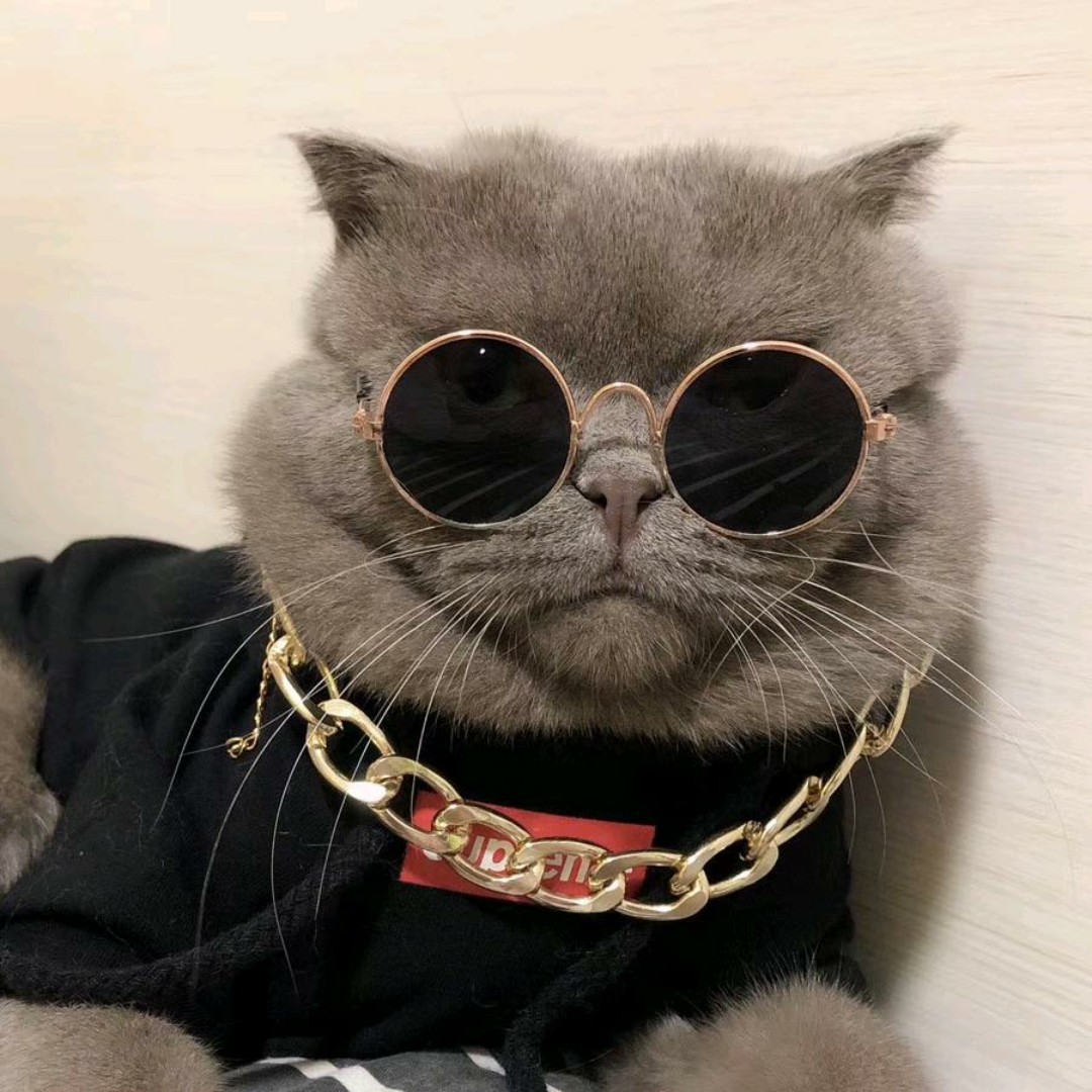 米白色的银杏枝属