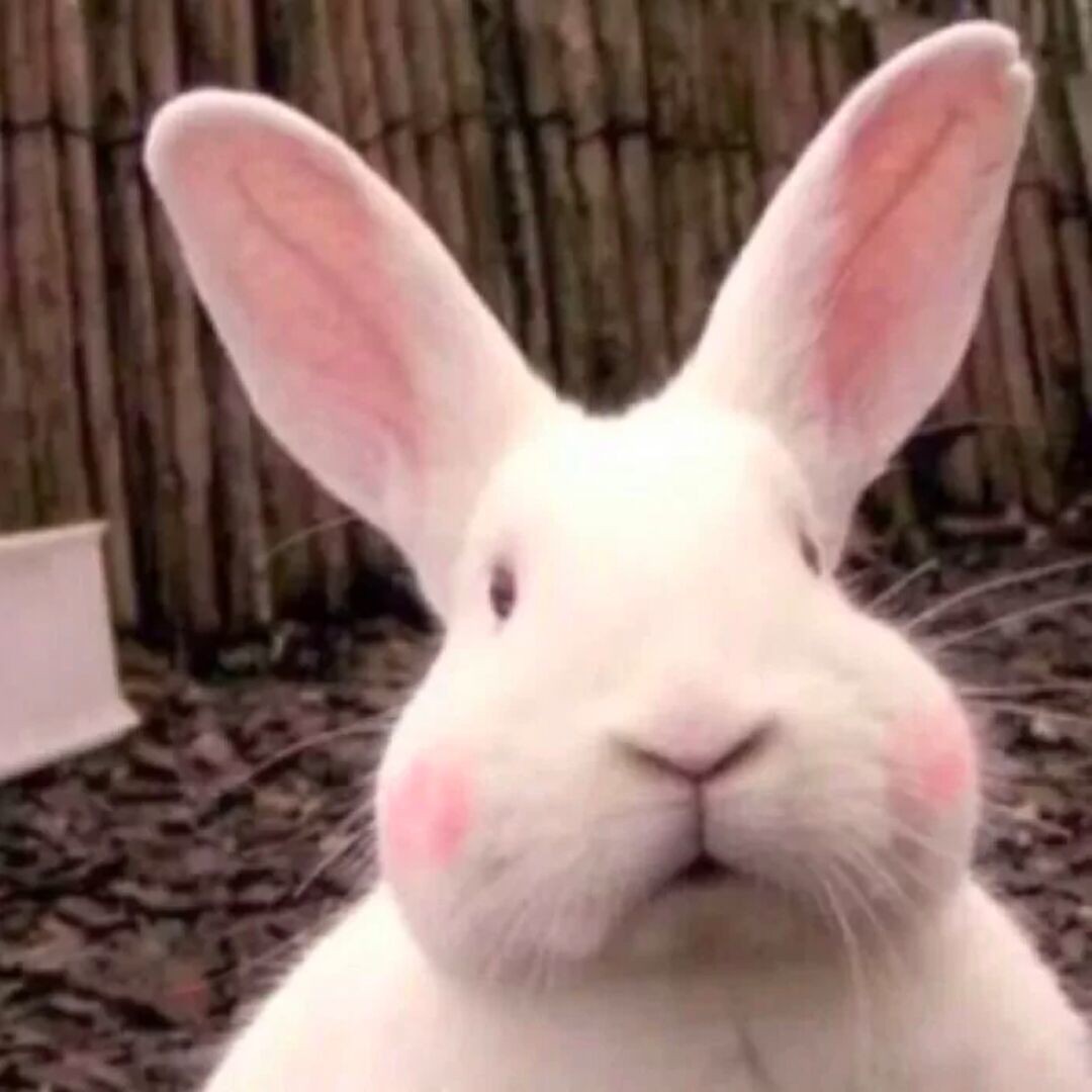 是敦敦不是墩墩