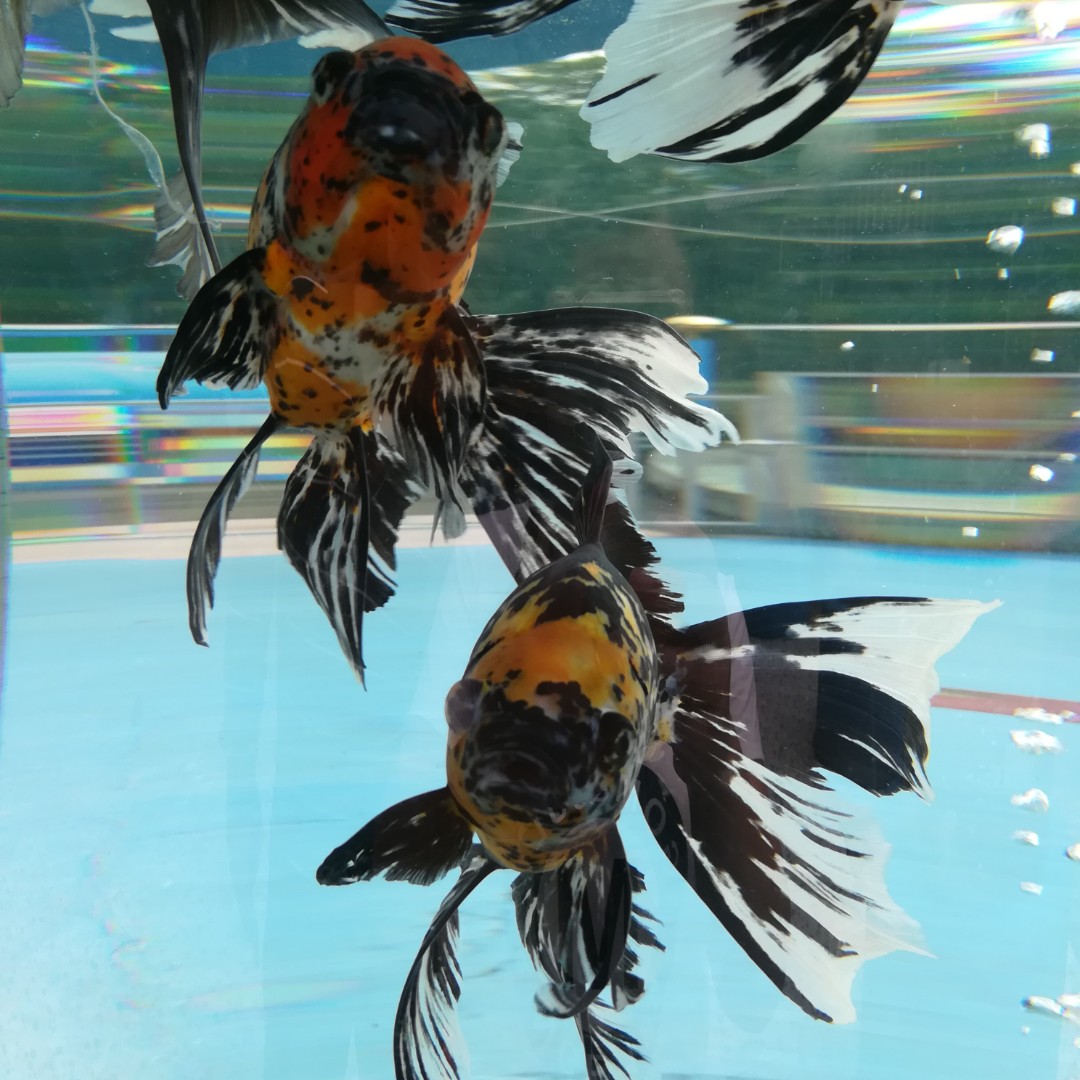 爱吃三合一面的公主