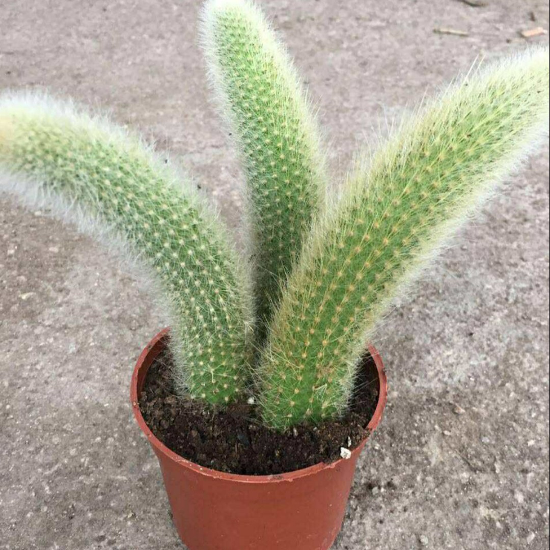 灰灰的东云烟暮