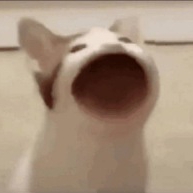 真的没有钱的蛋蛋