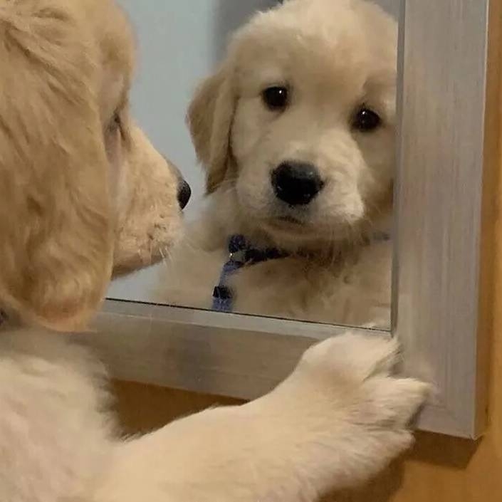 爱吃卡通便当的香芋