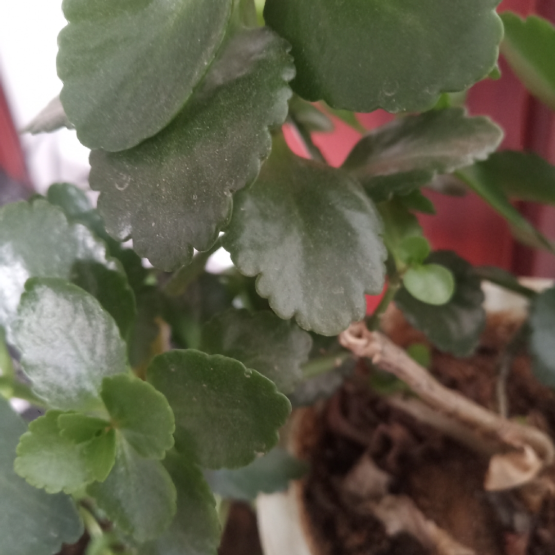 爱吃糖水番茄的风铃tb