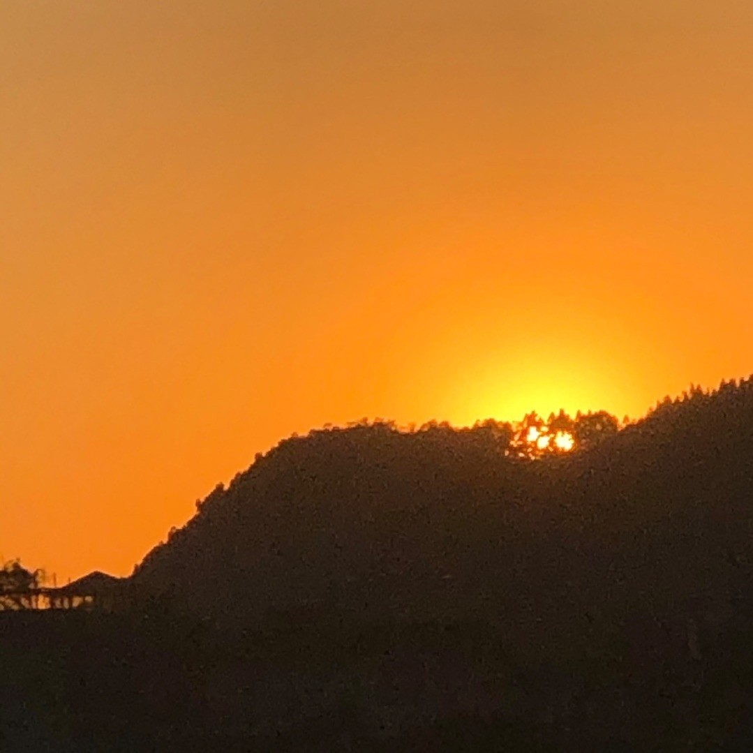 黑漆漆的肋果蓟属