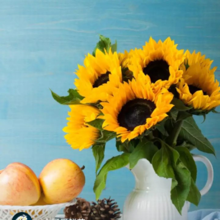 爱吃肉酿豆腐的夏洛