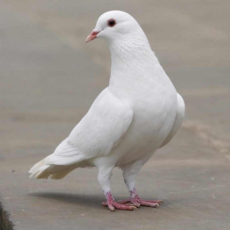 超级鸽子official