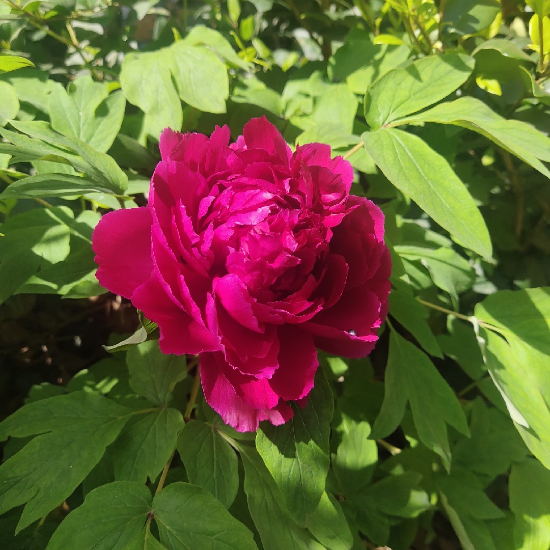 橙色的乔木66080