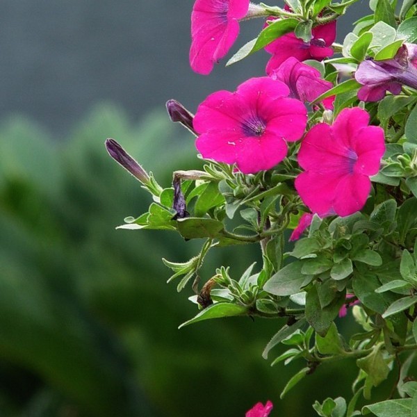 粉白色的乔依33