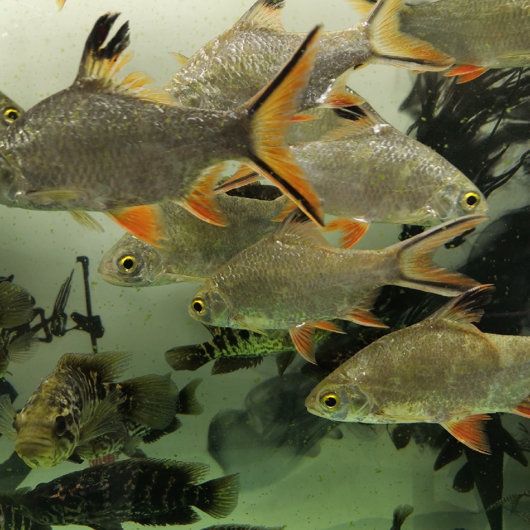 爱吃韩式烧肉的七月