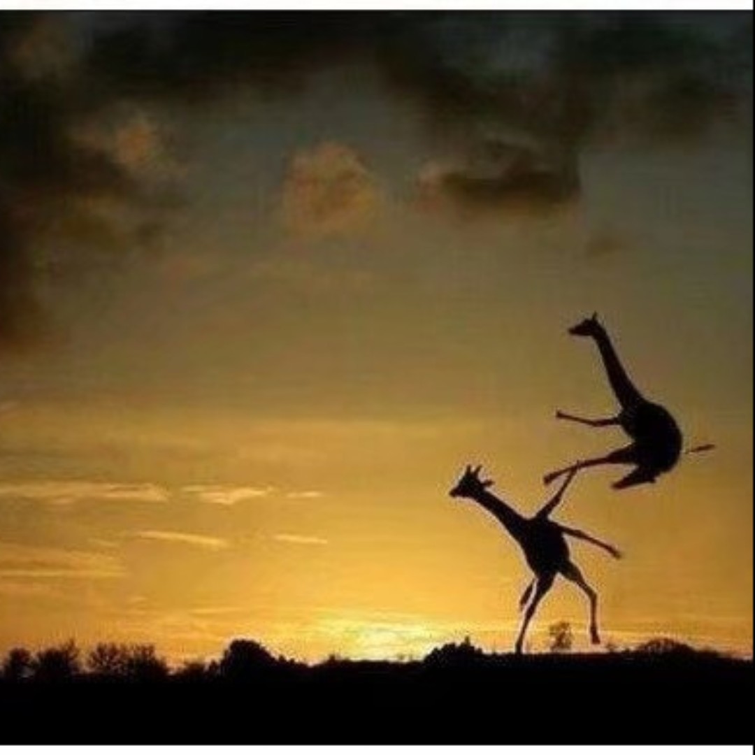 绿色的两优培粳jd