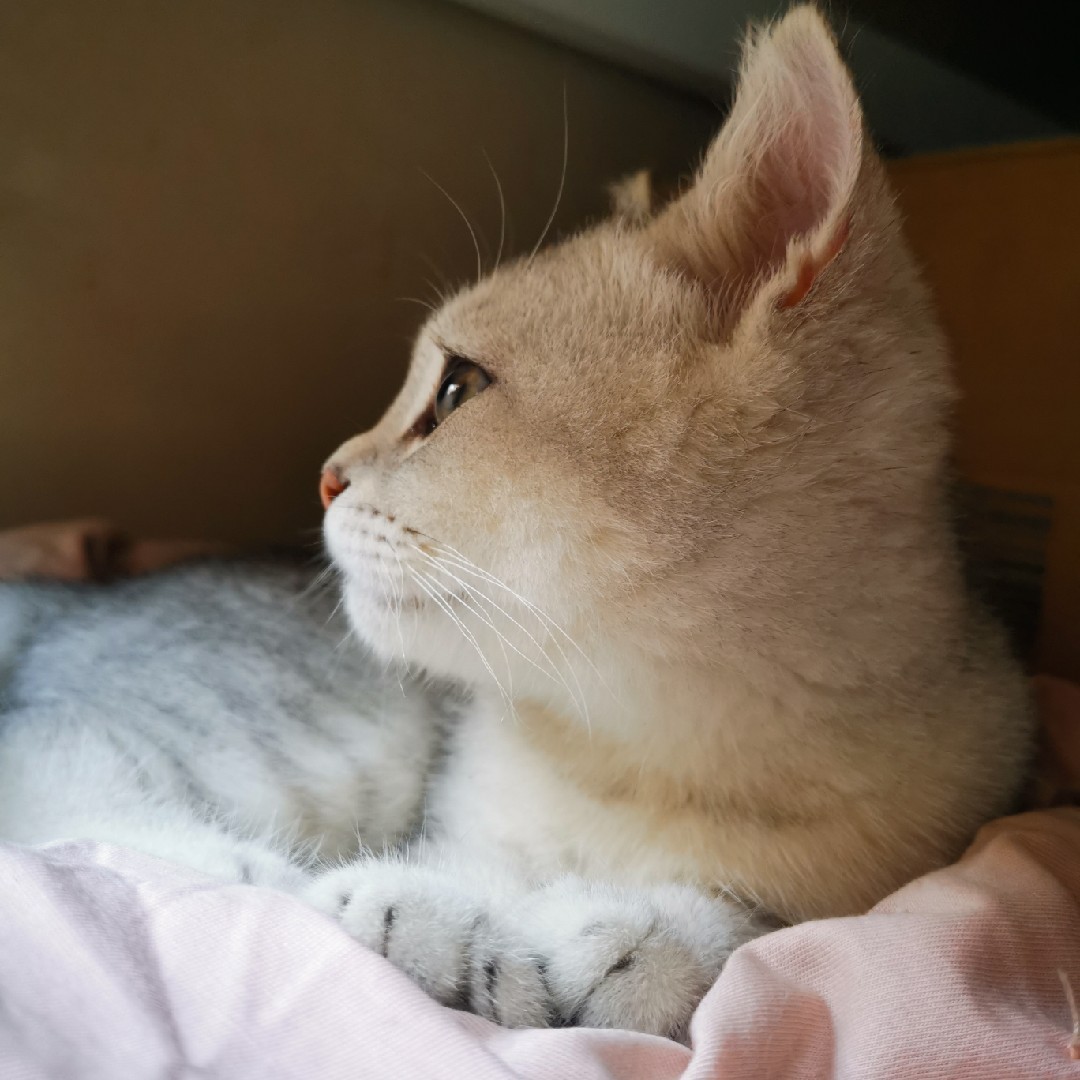 六六爱吃土豆丝