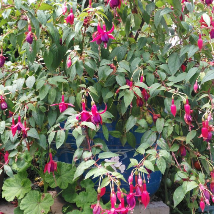 东边de剑心景观