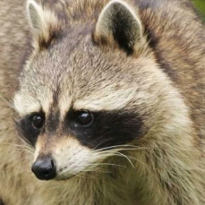 黄色的乌墨莫子