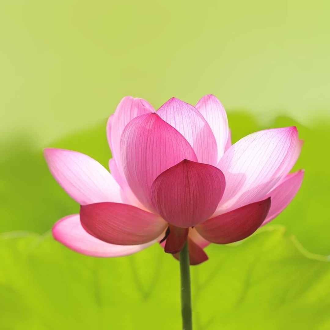 燕孑被我弄丢了yy