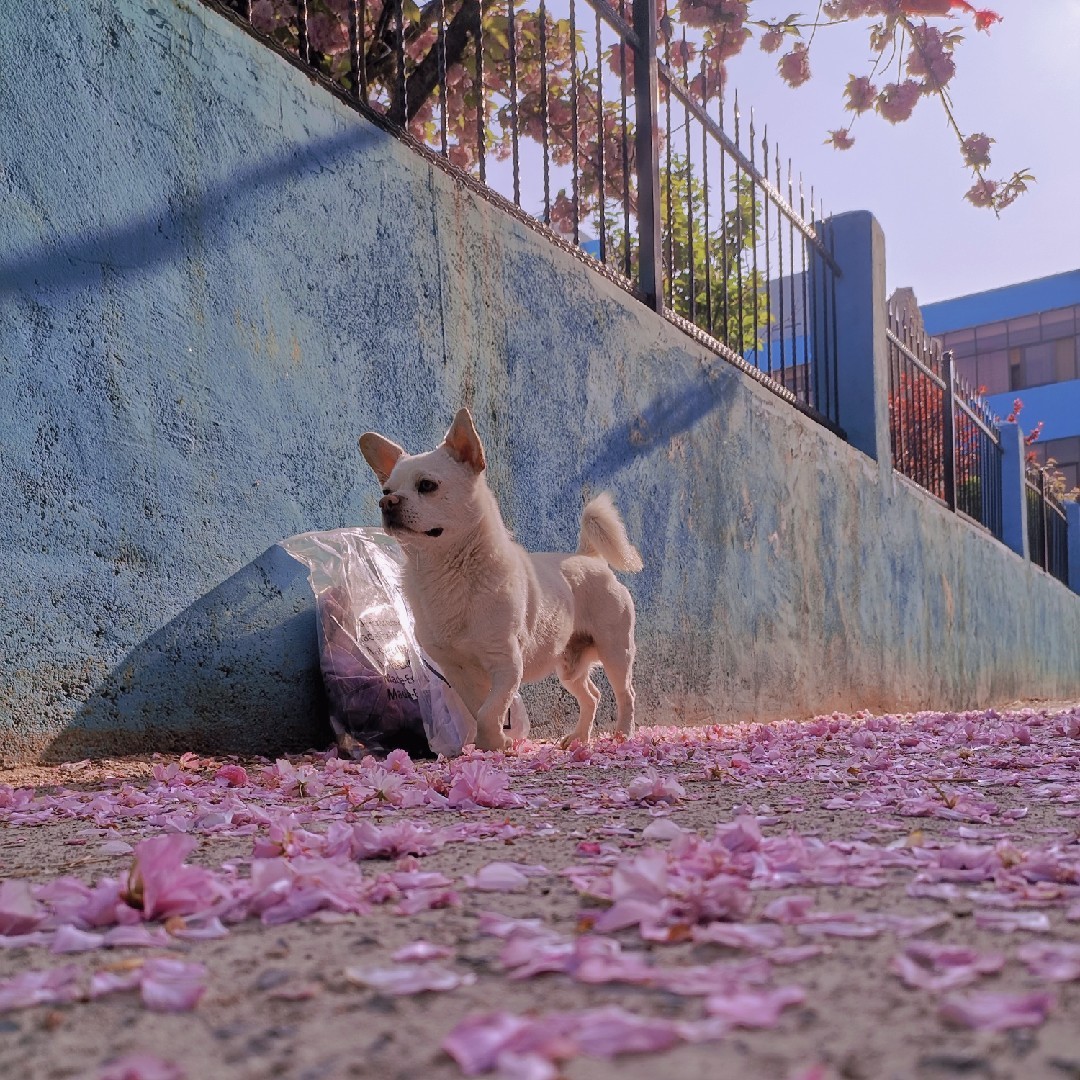 张艺兴的迷妹一枚