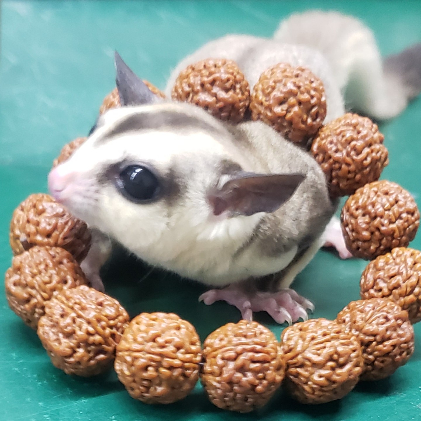 绿松石打假队员