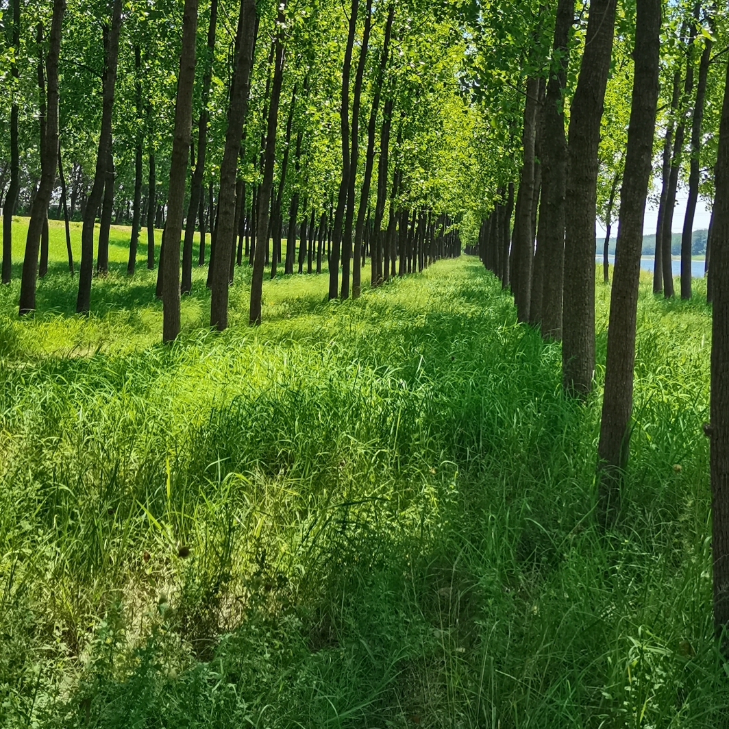 棕色的一串红唇