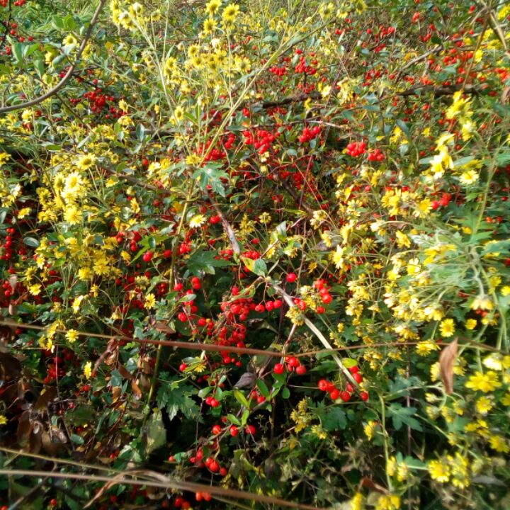 爱吃酸辣泡爪的短笛