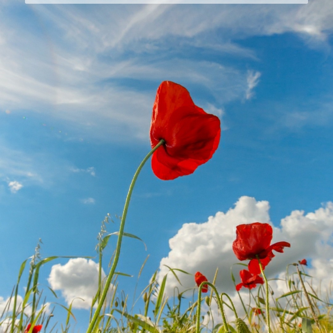 爱吃七喜排骨的可爱鸭