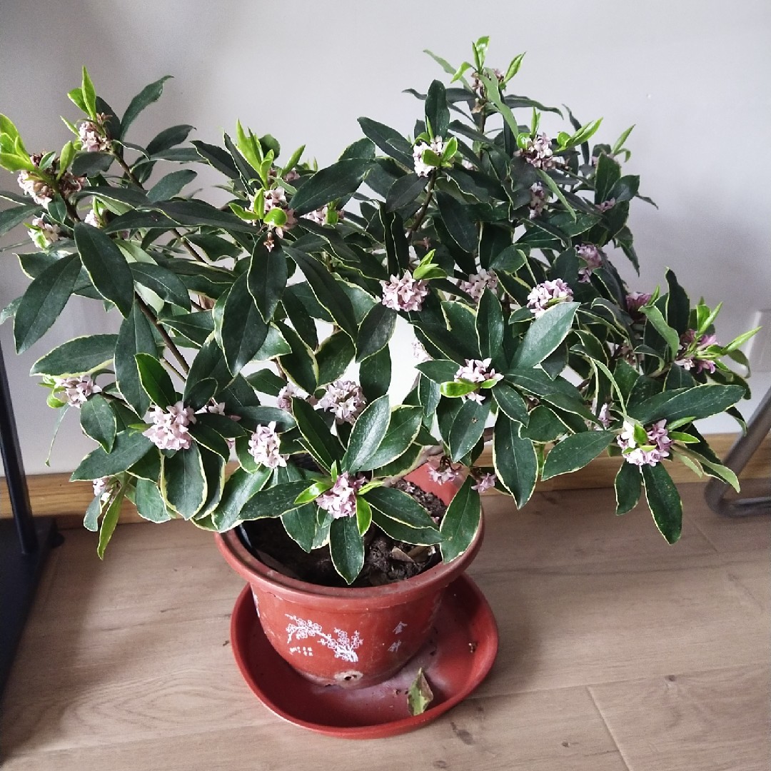 萍萍爱小宇和小鸣鸣