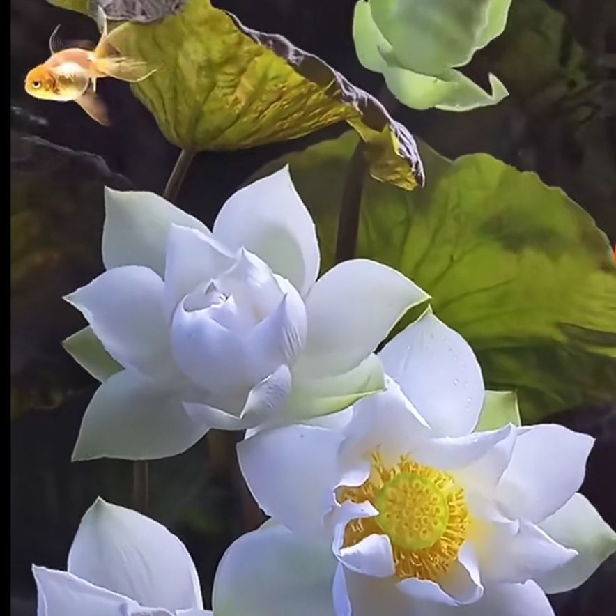 被风吹散的晨雾